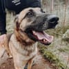 Nika  Schäferhund-Power sucht dich!