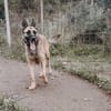 Nika  Schäferhund-Power sucht dich!
