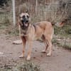 Nika  Schäferhund-Power sucht dich!