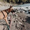 Nika  Schäferhund-Power sucht dich!