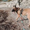 Nika  Schäferhund-Power sucht dich!
