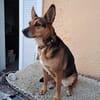 Bolita-interessiert,freundlich,dominant