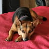 Bolita-interessiert,freundlich,dominant