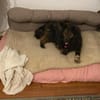 Kleiner Charmeur sucht seine Familie