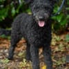 Pudeldame Lotte sucht ein liebes Zuhause