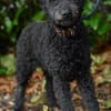 Pudeldame Lotte sucht ein liebes Zuhause