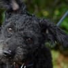 Pudeldame Lotte sucht ein liebes Zuhause