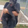 Pudeldame Lotte sucht ein liebes Zuhause