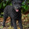 Pudeldame Lotte sucht ein liebes Zuhause