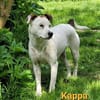 Zierliche Kappa s. Partner fürs Leben
