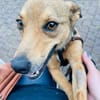 Winnie - die liebevolle Schmusemaus