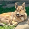 Phil loyaler Junghund sucht sein Zuhause