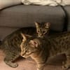Balu & Baghira Superschmusige Brüder