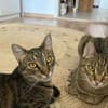 Balu & Baghira Superschmusige Brüder