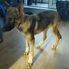 Balto Traumschäfimix jetzt in Pflege