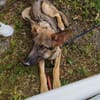 Balto Traumschäfimix jetzt in Pflege