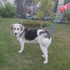 Daisy - liebevolle Anfängerhündin