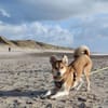 Polly sucht ihren sicheren Hafen