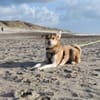 Polly sucht ihren sicheren Hafen