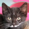 EGLANTINE