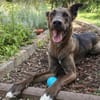 Jerry3 sucht ein Zuhause/Pflegestelle