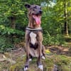 Jerry3 sucht ein Zuhause/Pflegestelle