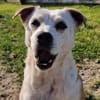Onawa1 sucht eine Dauerpflegestelle