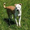 Onawa1 sucht eine Dauerpflegestelle