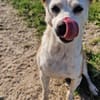 Onawa1 sucht eine Dauerpflegestelle