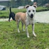Onawa1 sucht eine Dauerpflegestelle