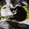 Buffy und Mitsi aus dem Tierschutz