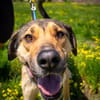 aufmerksame Nena sucht Familie