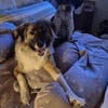 Zuckersüße Dama sucht ein zu Hause