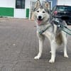 Reyla, Husky Fans gesucht