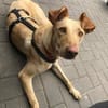 Glücksgriff liebe Toto sucht Glückfamily