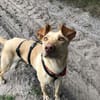 Glücksgriff liebe Toto sucht Glückfamily