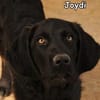 JOIDY