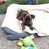 Lenny ein liebes Mädchen