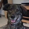 Elfie - Schäferhund-Mix