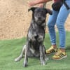 Elfie - Schäferhund-Mix