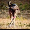 Elfie - Schäferhund-Mix