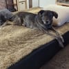 Elfie - Schäferhund-Mix