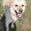 Kleiner Labbi-Mix Sherlock sucht Couch!