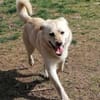 Kleiner Labbi-Mix Sherlock sucht Couch!