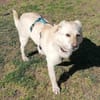 Kleiner Labbi-Mix Sherlock sucht Couch!