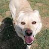 Kleiner Labbi-Mix Sherlock sucht Couch!