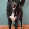 Katzenverträglicher Wolfi sucht ein Heim