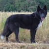 Katzenverträglicher Wolfi sucht ein Heim