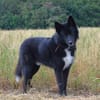 Katzenverträglicher Wolfi sucht ein Heim