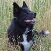 Katzenverträglicher Wolfi sucht ein Heim